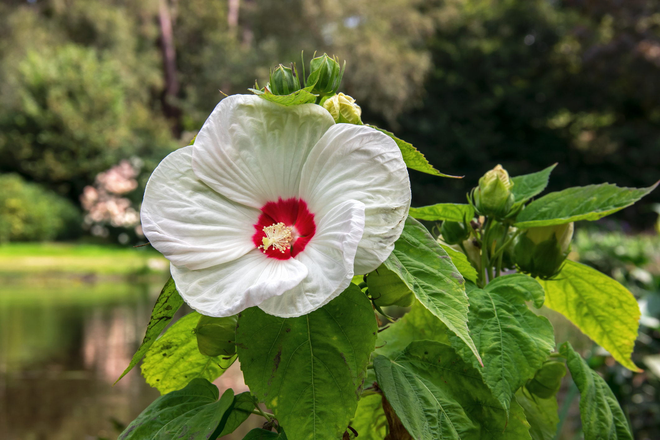 Kembang Sepatu Rawa (Hibiscus moscheutos)