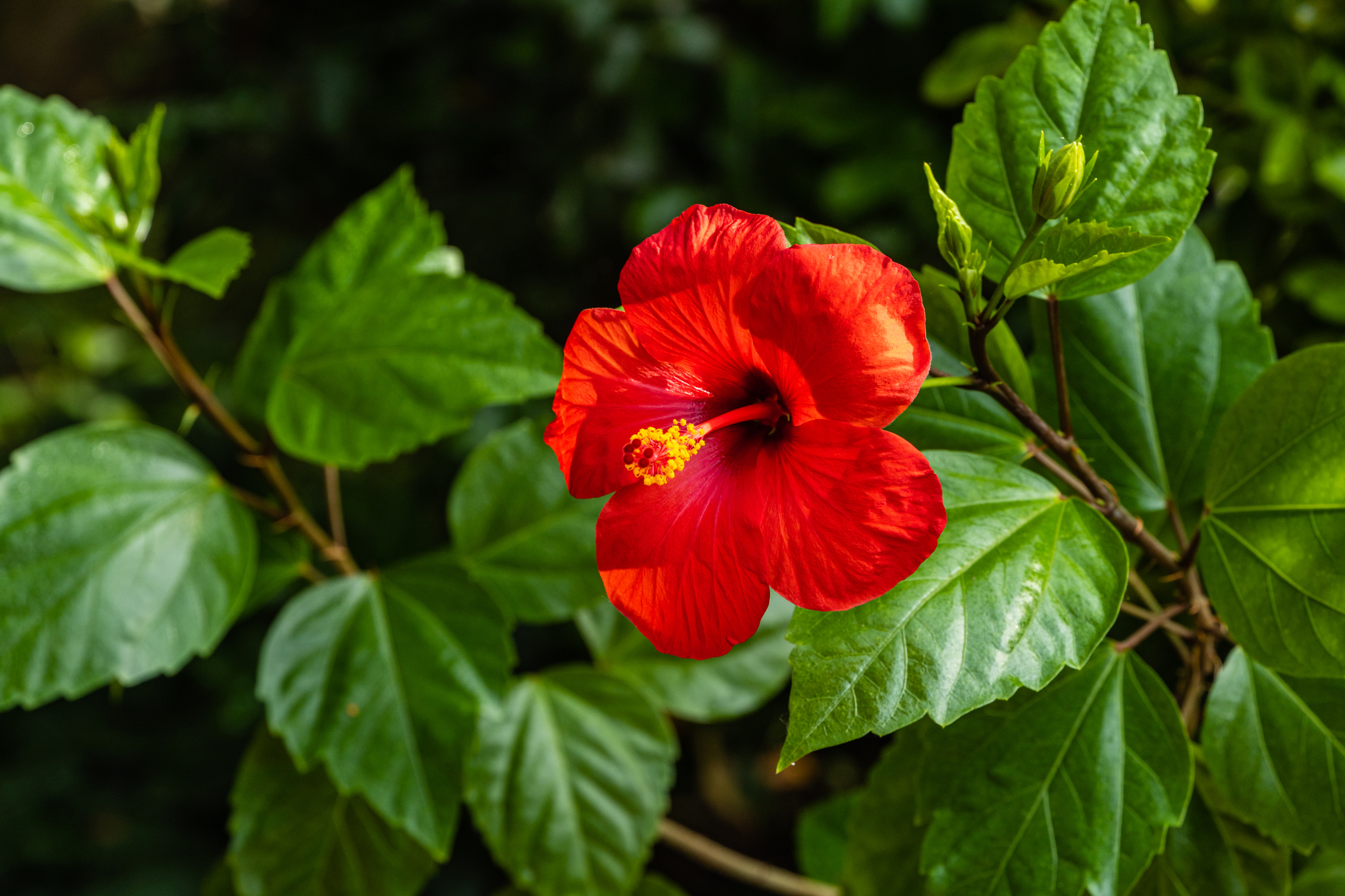 Hibiscus rosa-sinensis - Mawar Cina