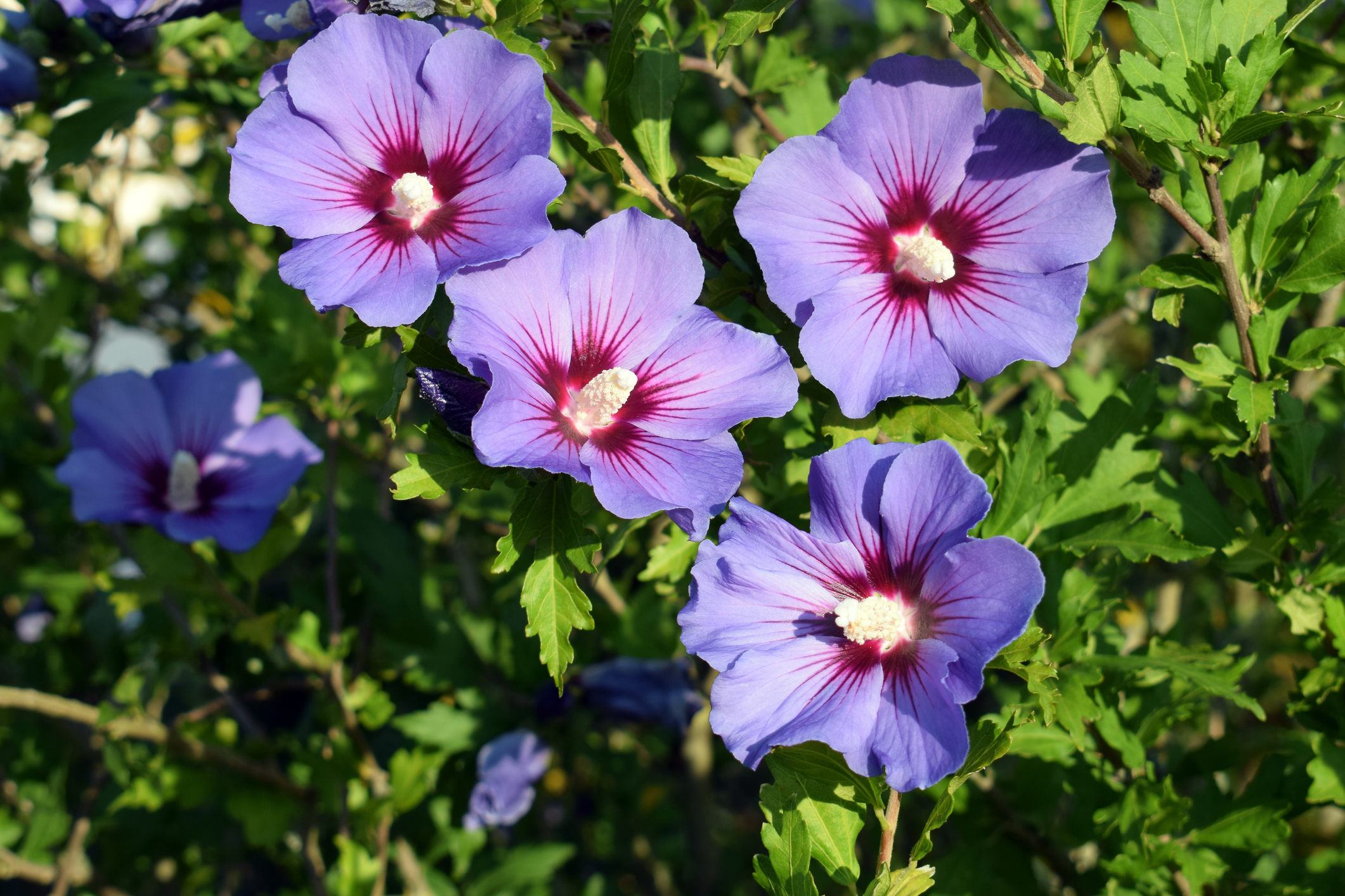 Kembang Sepatu Suriah (Hibiscus syriacus)