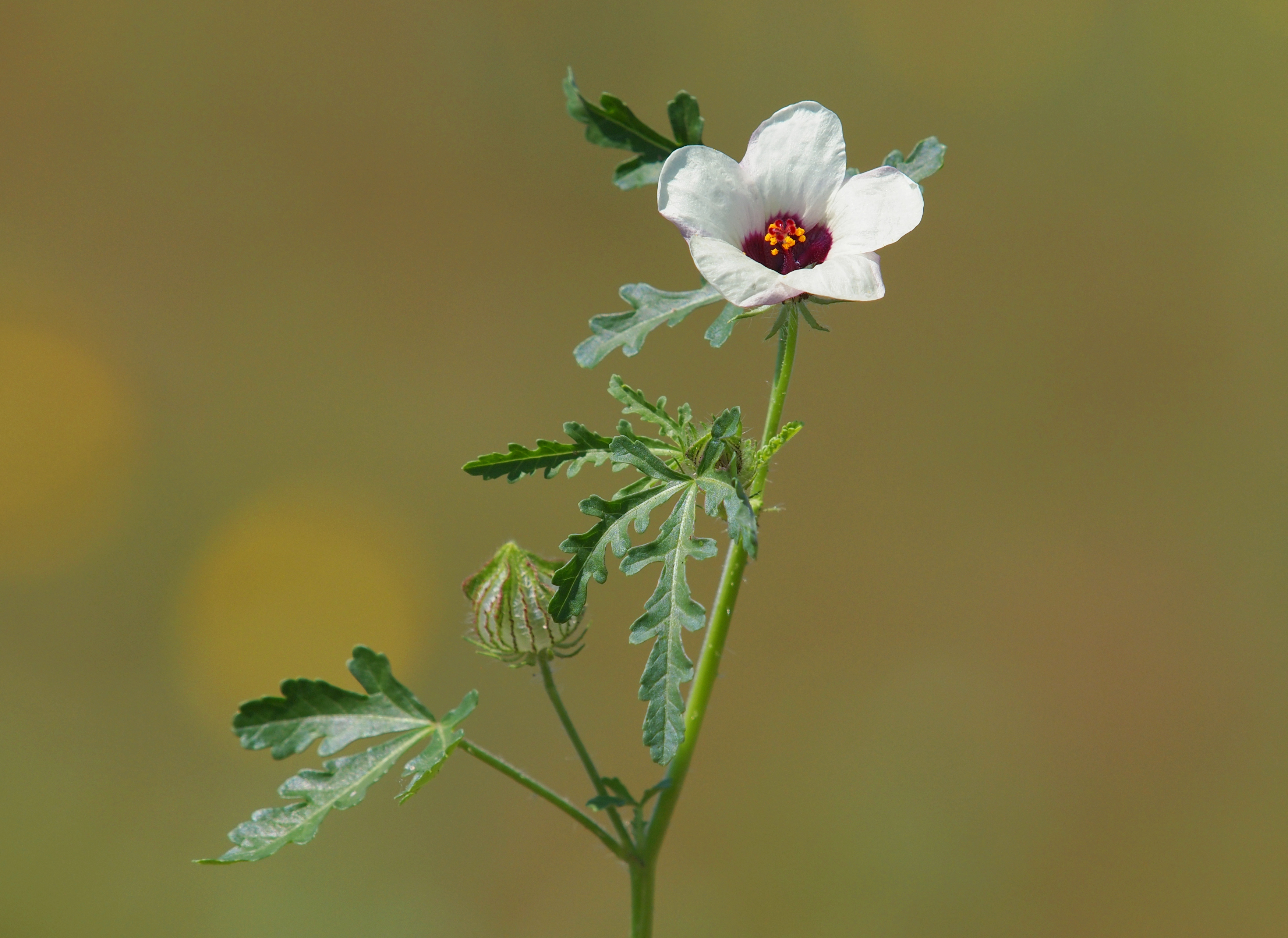 Kembang sepatu (Hibiscus trionum)