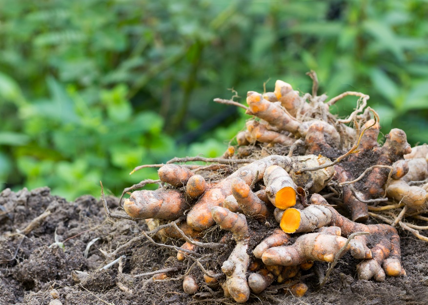 Rimpang (akar) temulawak (Curcuma longa)