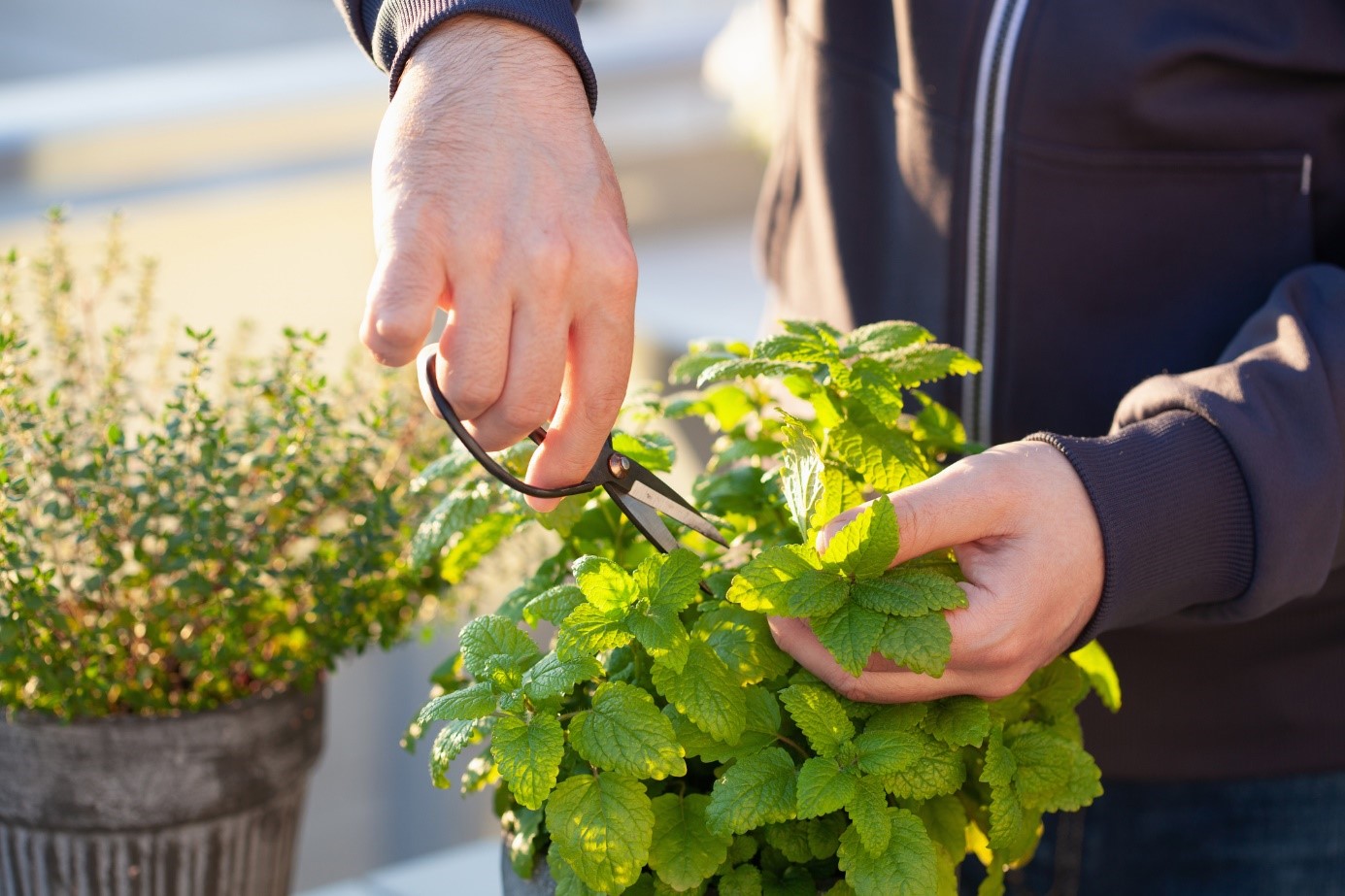 Panen geser, lemon balm