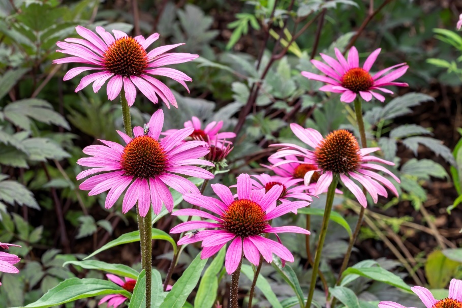 Tanaman Echinacea purpurea