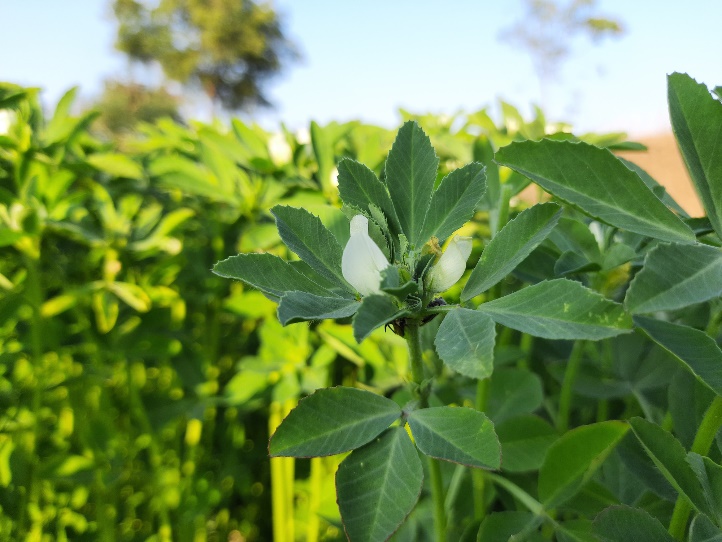 Ramuan fenugreek (Trigonella Foenum Graecum) yang tumbuh di alam liar