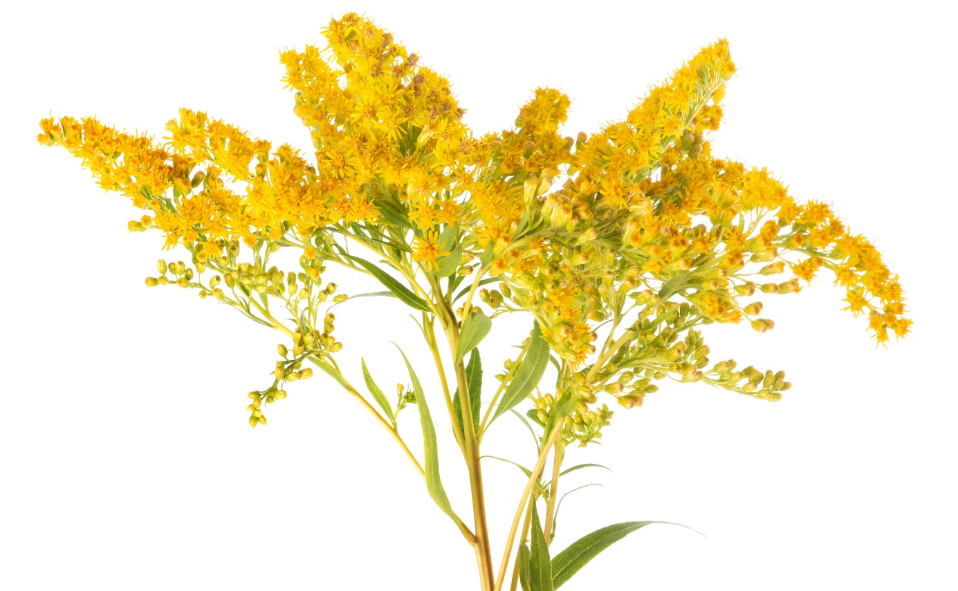 Solidago virgaurea - goldenrod