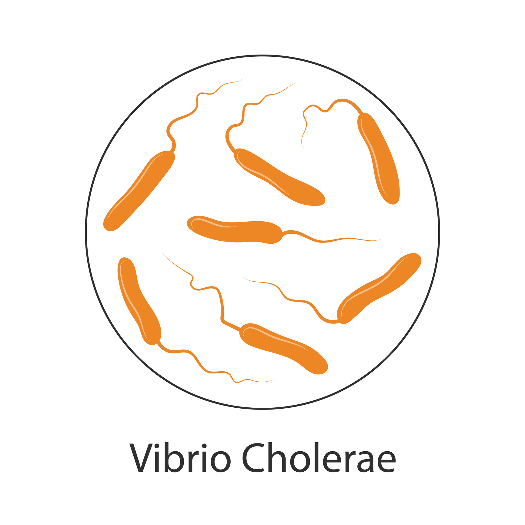 Bakteri kolera Vibrio cholerae