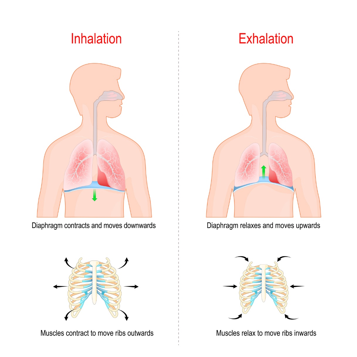 Pernapasan diafragma dengan aktivasi dinding perut. Menghirup: tulang rusuk bergerak ke samping menjauhi satu sama lain dan otot diafragma turun ke bawah. Mengembuskan napas: tulang rusuk bergerak kembali ke arah satu sama lain dan otot diafragma naik ke atas