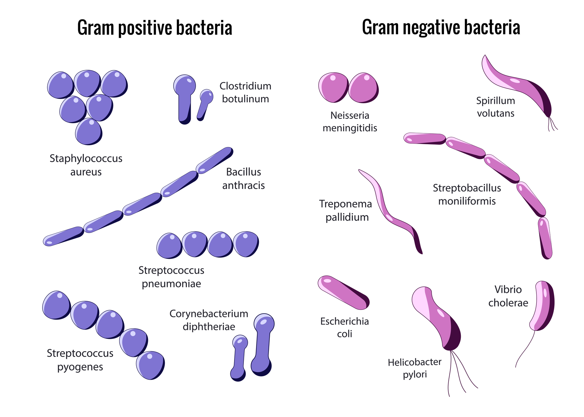 Pembagian bakteri Gram positif dan Gram negatif