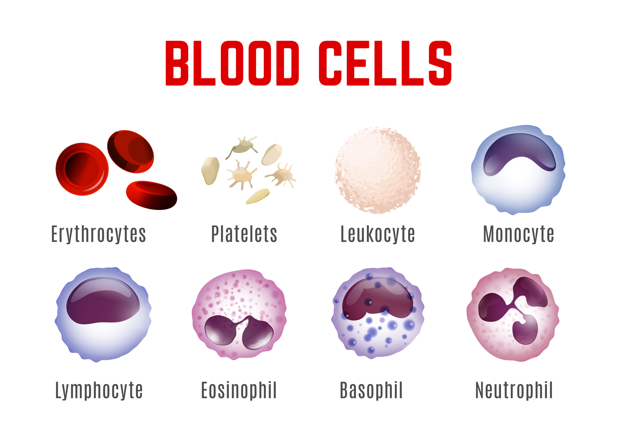 Tampilan sel darah - eritrosit, trombosit, leukosit, monosit, limfosit, eosinofil, basofil, dan neutrofil.