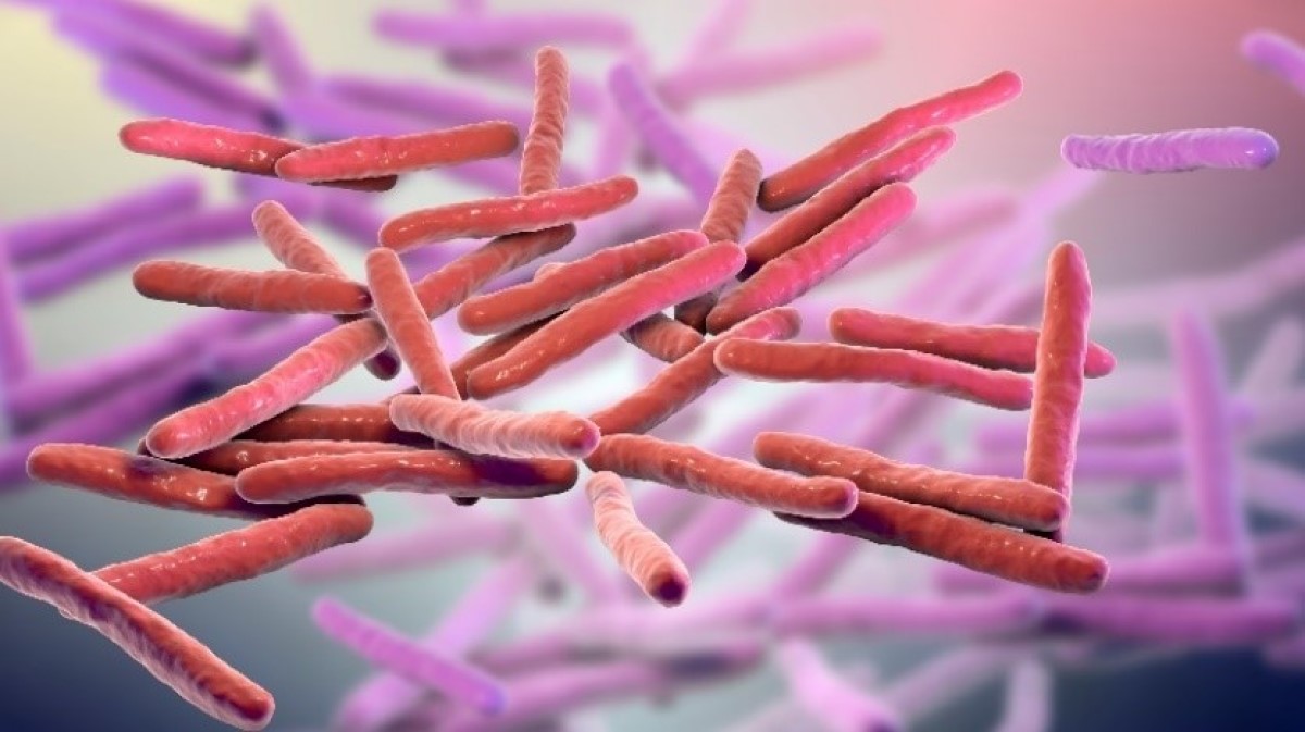 Visualisasi 3D mikrokosmos Mycobacterium leprae (bakteri kusta)