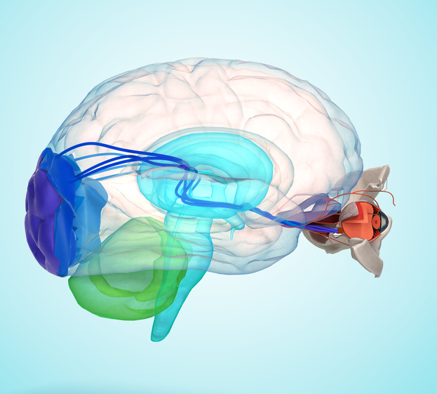 Mata dan otak yang ditunjukkan secara anatomis