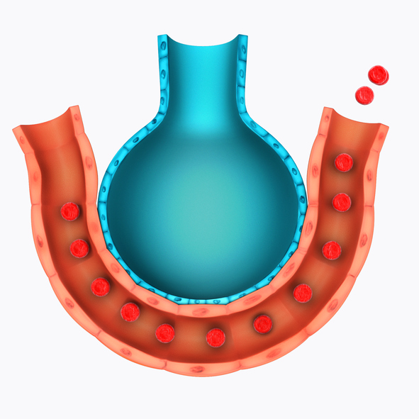 Representasi model alveoli dan pembuluh darah paru, pertukaran gas pernapasan