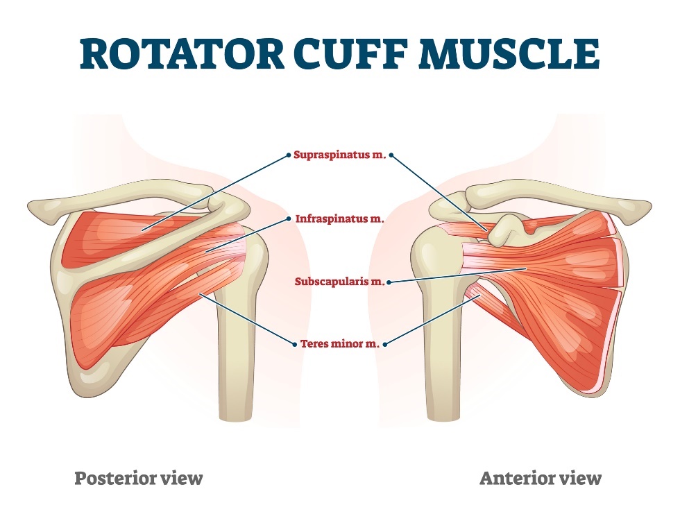 Otot manset rotator