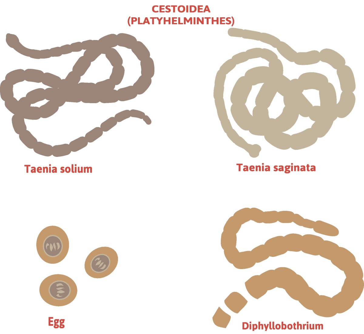 Taenia - pembagian cacing pita - Taenia solium (cacing pita berkaki panjang) + Taenia saginata (cacing pita yang tidak berdaya)