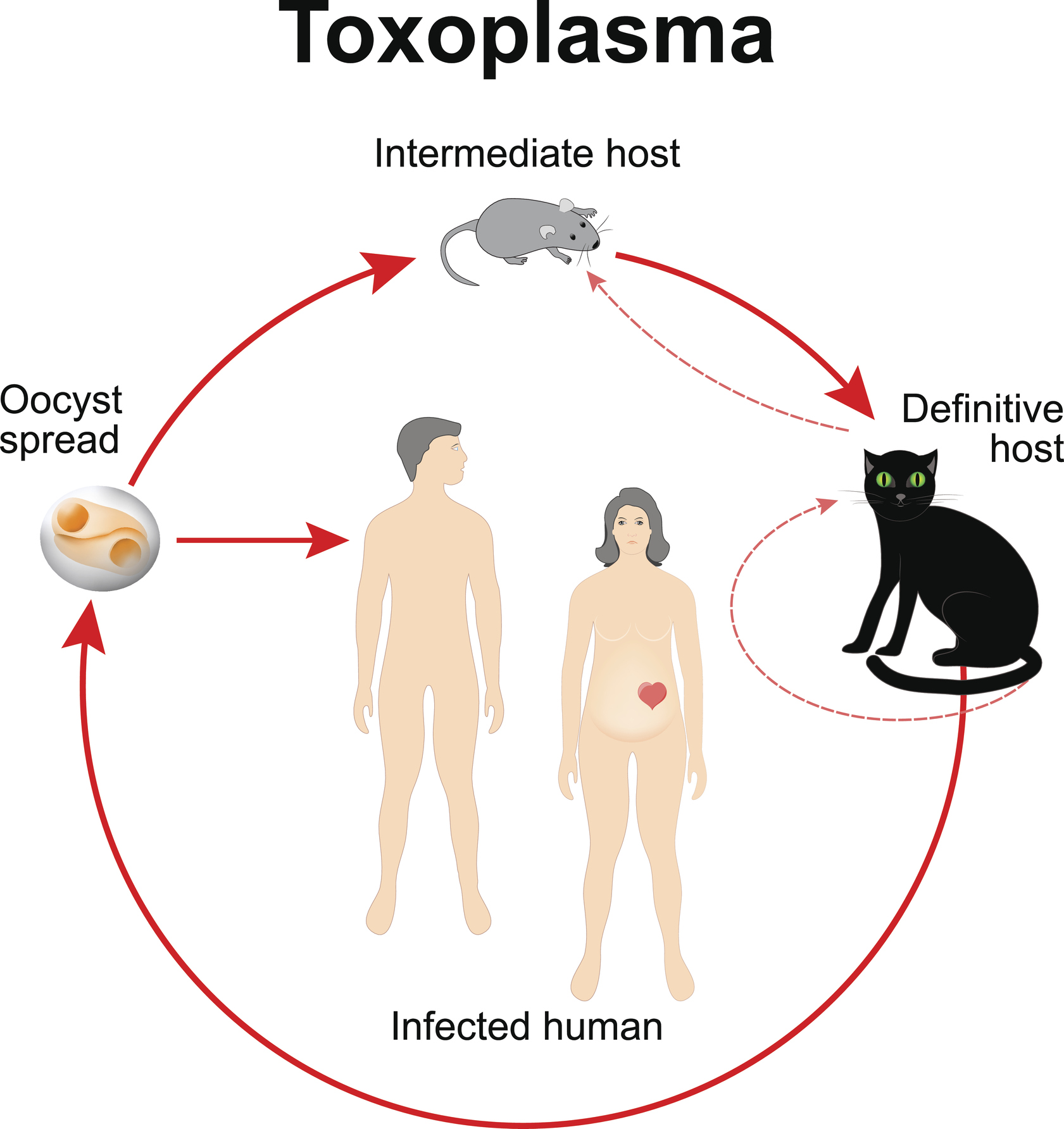 Siklus hidup Toxoplasma gondii