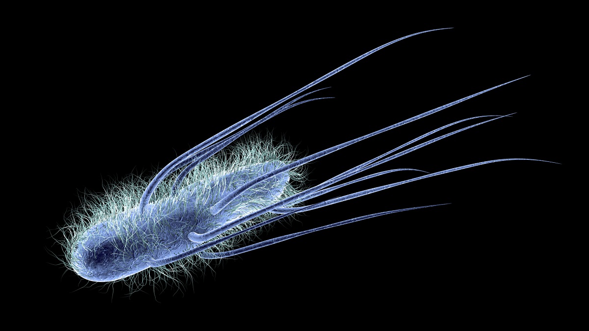 Representasi 3D dari Escherichia coli