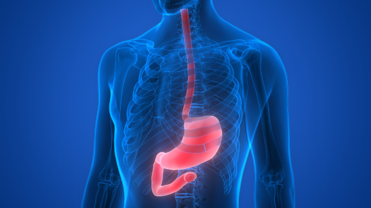 siluet biru seorang pria dengan perut dan kerongkongan yang digambarkan secara anatomis dalam warna merah