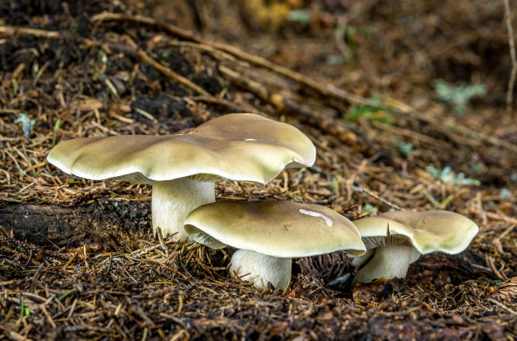 sabun tikus di hutan dengan jarum pinus kering