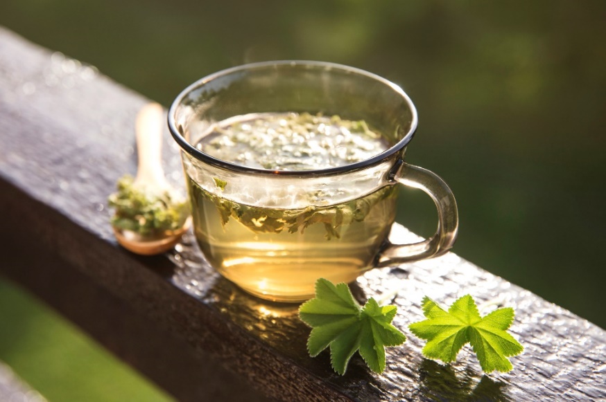 Teh herbal dari Alchemilla vulgaris