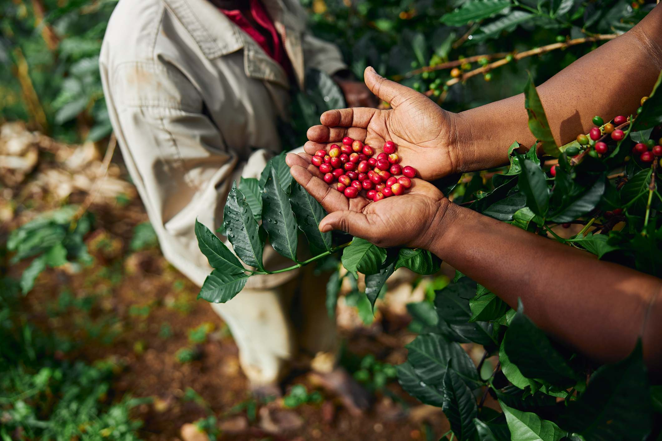 Buah pohon kopi merah