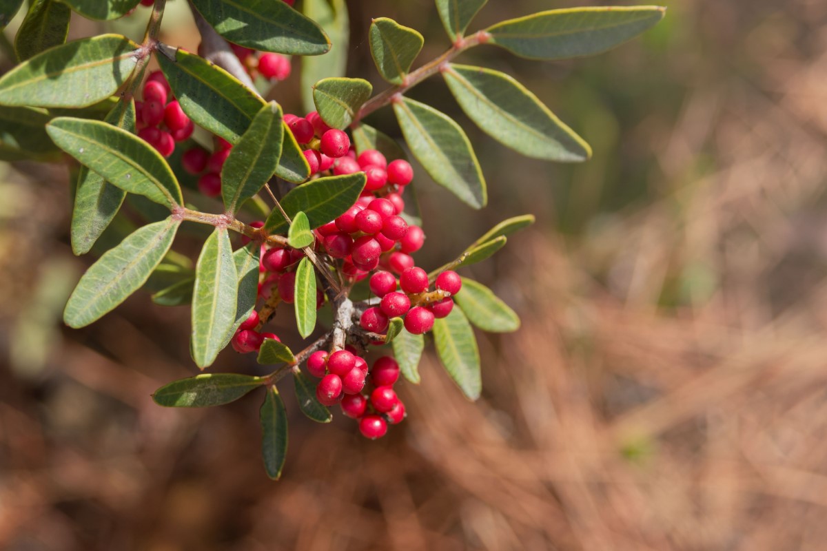 Pistacia mastix (P. lentiscus) tersebar luas sebagai pohon atau semak, terutama di daerah pesisir Mediterania.