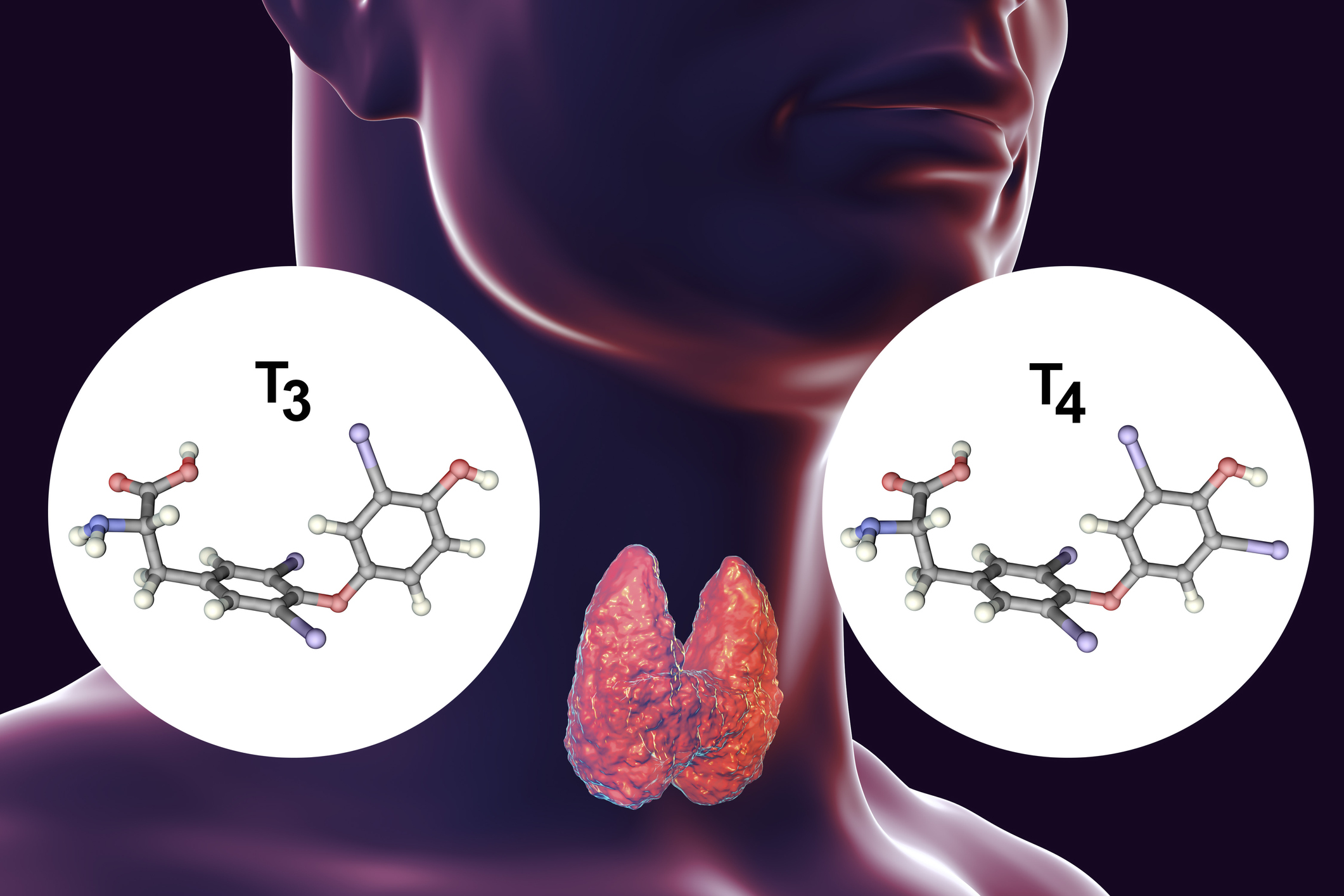 Kelenjar tiroid adalah penghasil hormon tiroid - tiroksin (T4) dan triiodotironin (T3).