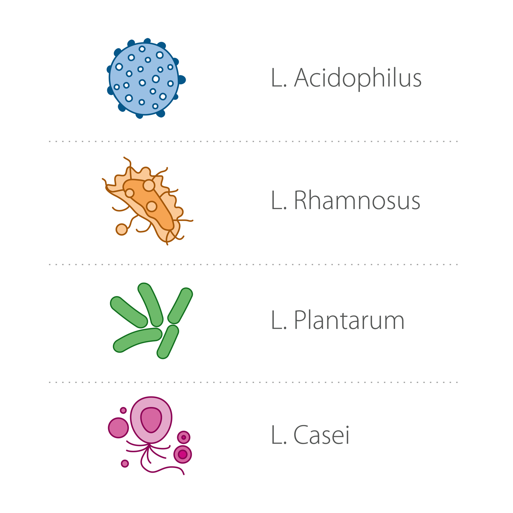 Lactobacilli - spesies