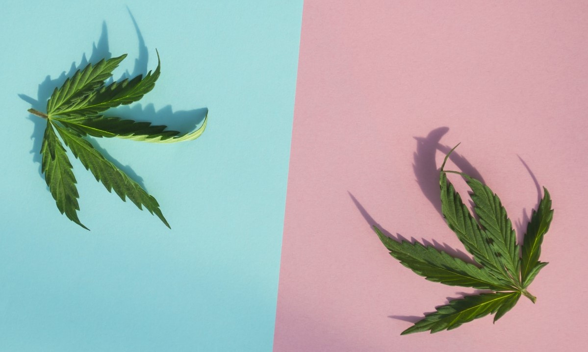 CBD versus THC versus satu sama lain, dua daun pada kolom biru dan merah muda