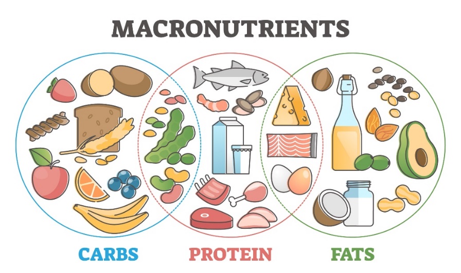 Makronutrien dan sumbernya dalam makanan: karbohidrat, protein, dan lemak.