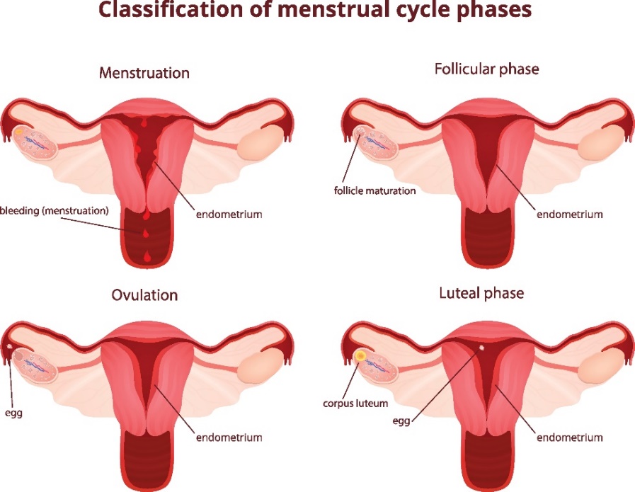 4 fase siklus menstruasi