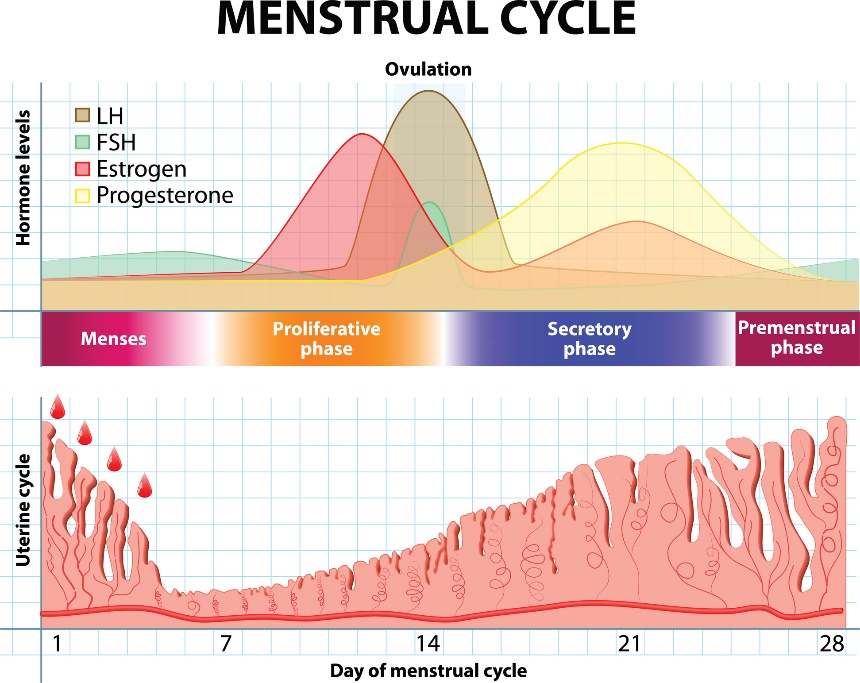 Siklus menstruasi dan perubahan hormon serta lapisan rahim dari waktu ke waktu.