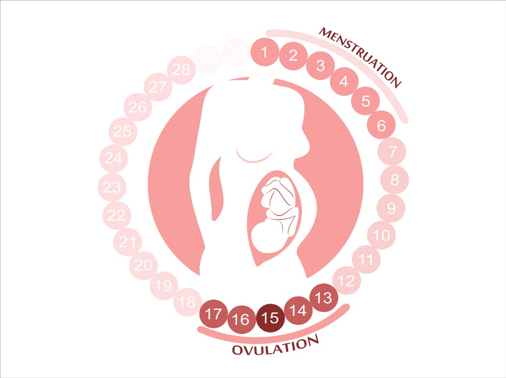 Siklus wanita: menstruasi, ovulasi, dan masa subur