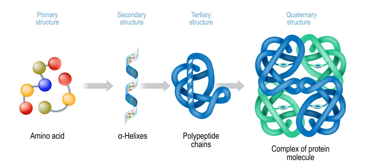 Struktur protein - representasi skematis