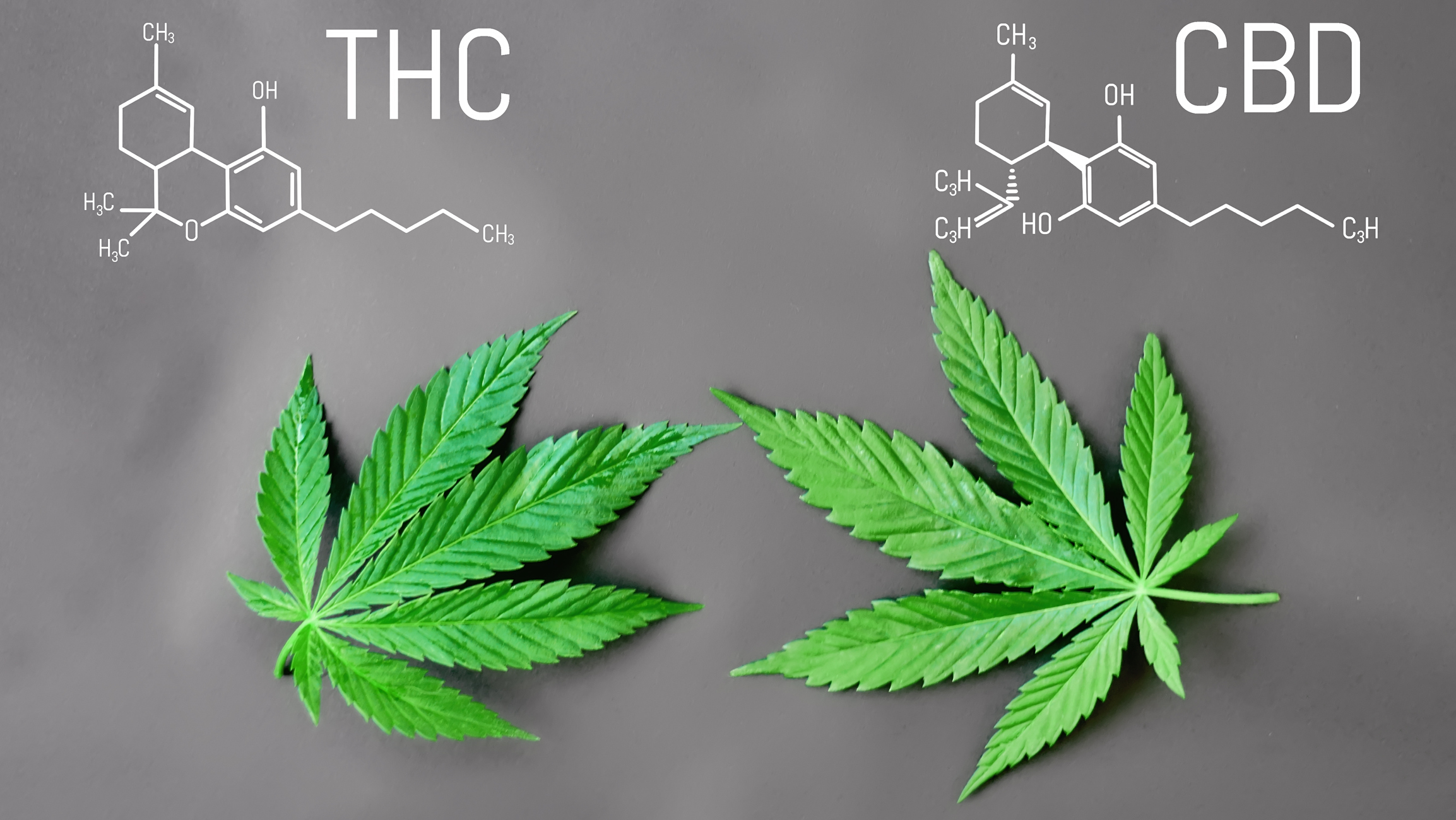 Molekul THC dan CBD