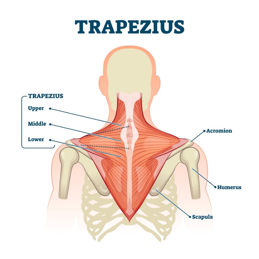 Otot trapezius (musculus trapezius) - serat otot bagian atas, tengah dan bawah. Akromion (proses tulang belikat di atas sendi bahu, Humerus - humerus, Skapula - skapula).