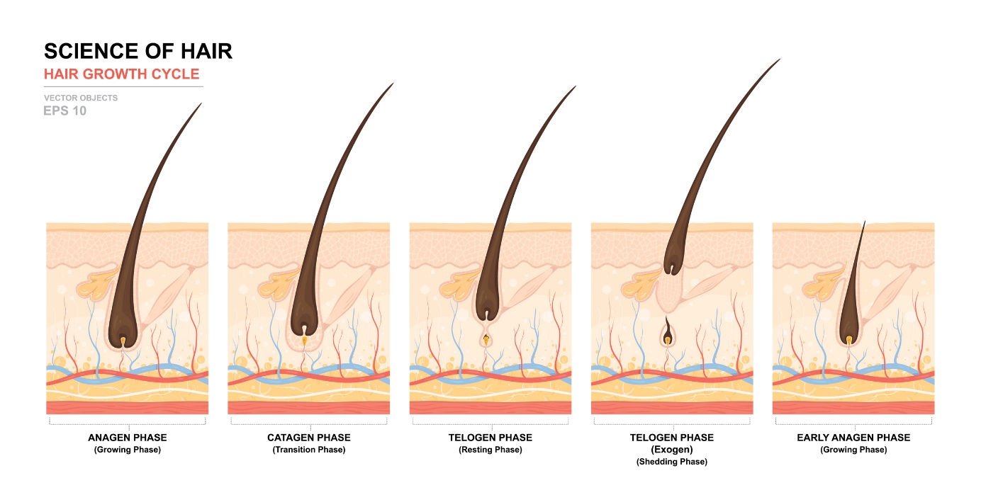 Siklus pertumbuhan rambut