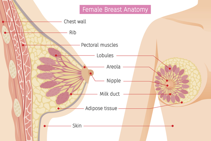 Anatomi payudara wanita