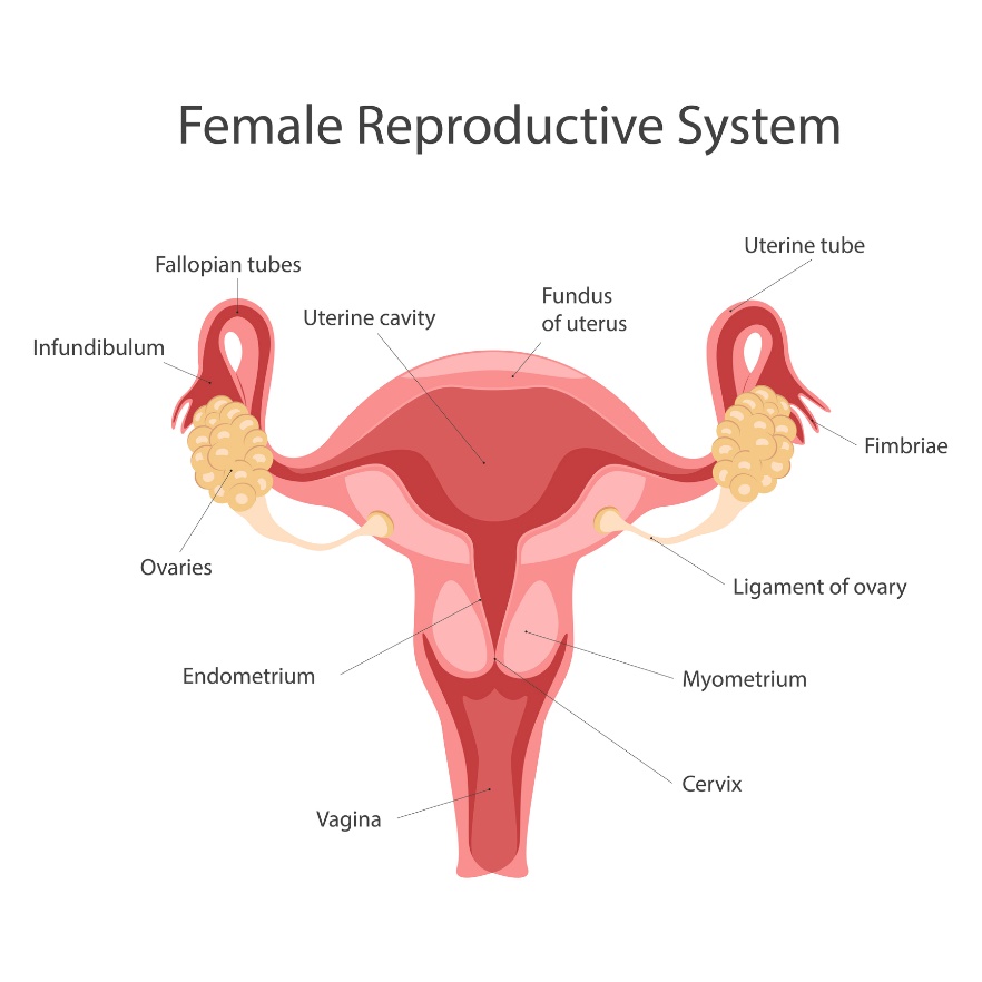 Sistem reproduksi wanita