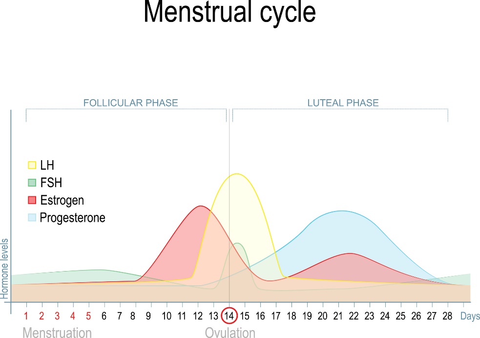 Perubahan kadar hormon seks selama siklus menstruasi