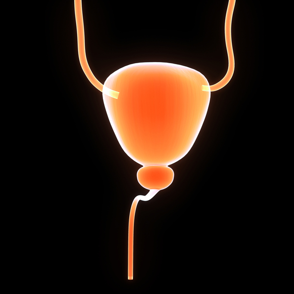 sistem saluran kemih, ureter, kandung kemih, prostat, uretra