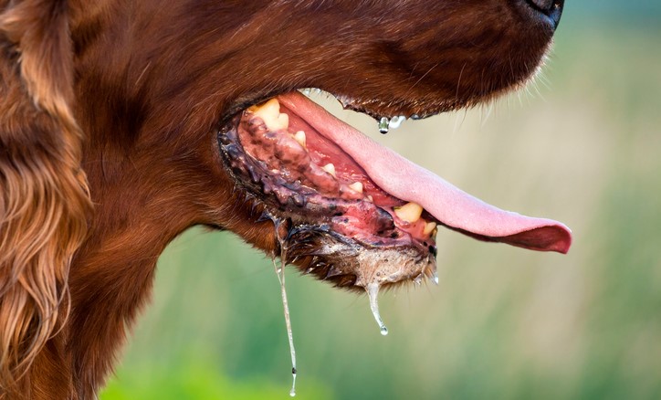 Air liur pada anjing, kemungkinan penularan penyakit seperti rabies