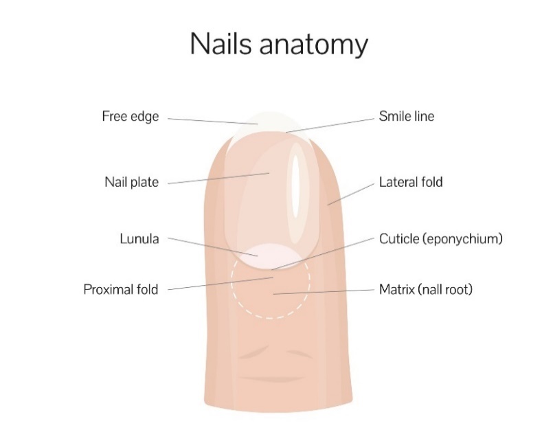 Struktur kuku: tepi bebas, garis senyum, lempeng kuku, lipatan lateral, lunula, lipatan proksimal, akar kuku (matriks)