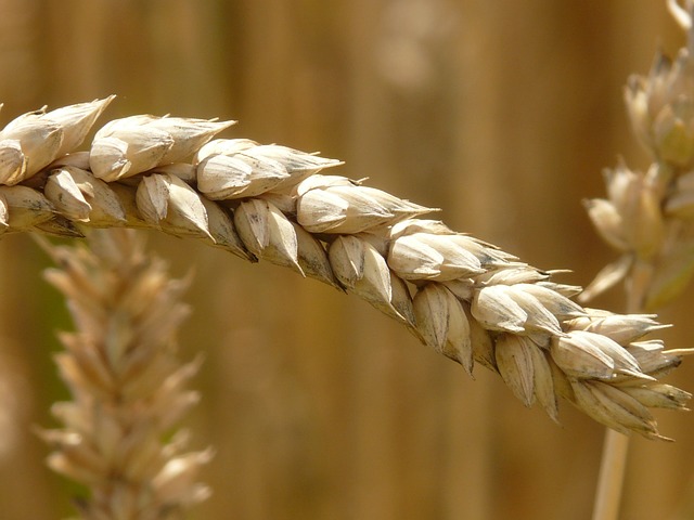 Rumbai gandum hitam, mewakili intoleransi gluten, yaitu penyakit celiac