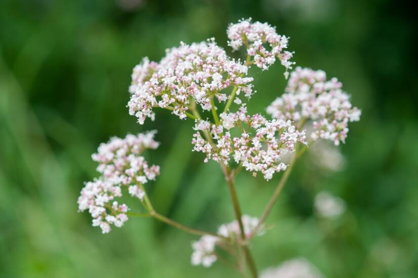 Apa itu valerian: Apa efeknya pada tubuh manusia?