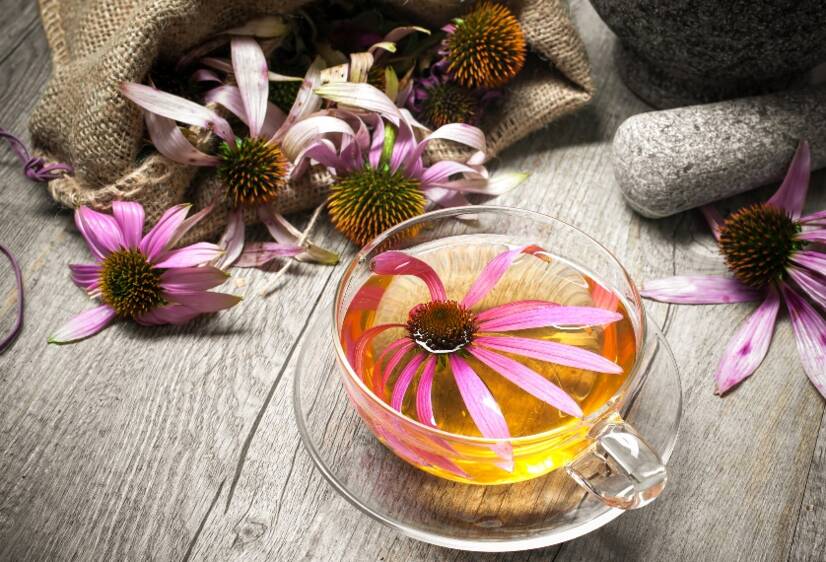 Echinacea dan efek kesehatan. Dukungan kekebalan alami + Pertumbuhan