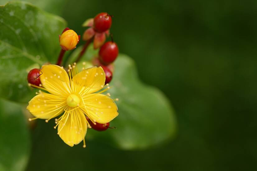 John's Wort: Apa itu dan apa efeknya? + efek samping