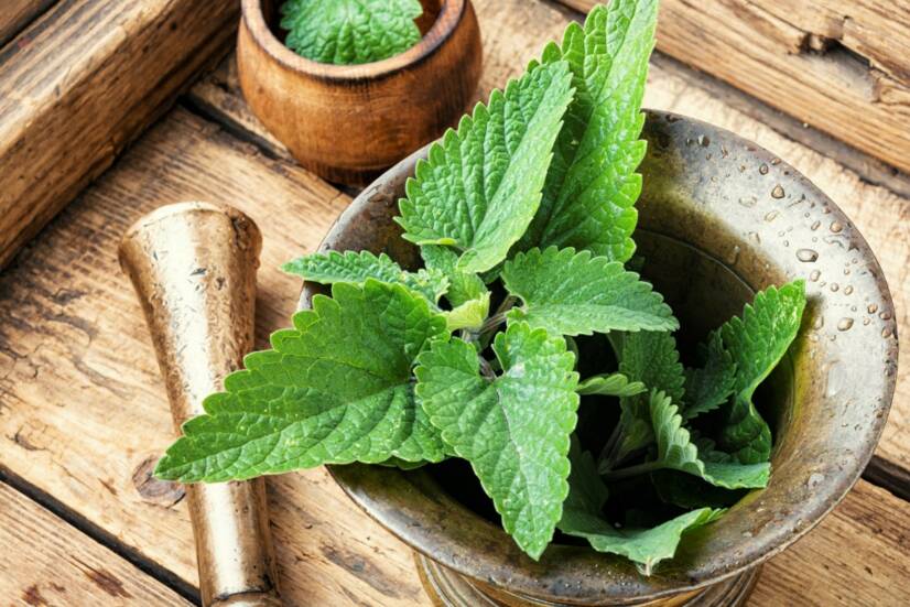 Lemon balm: mengapa penting, apa saja efeknya (+ Tumbuh)