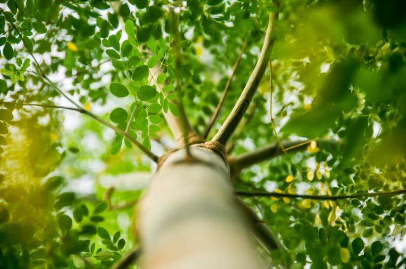 Moringa oleifera: Apakah Anda tahu pohon yang dapat dimakan ini? Apa saja efek dari kelor?