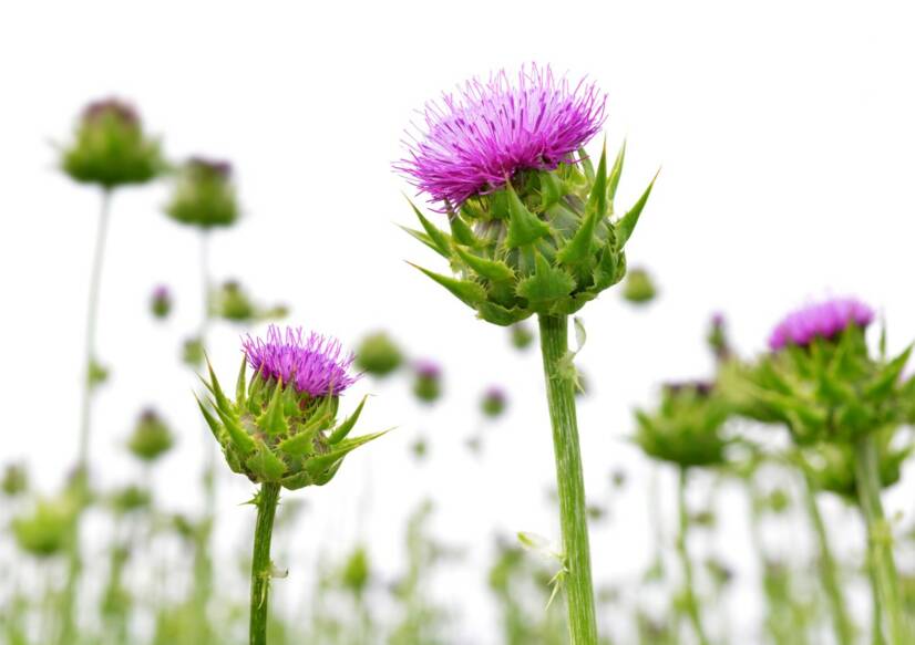 Milk thistle: Efeknya pada hati, kesehatan? Bagaimana cara menggunakan dan menumbuhkannya?