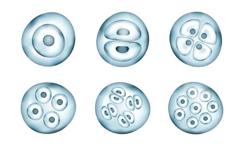 Pembelahan sel secara mitosis. sumber foto: Getty Images